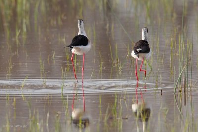 black-winged stilt.... steltkluut