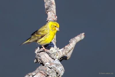 european serin.... europese kanarie