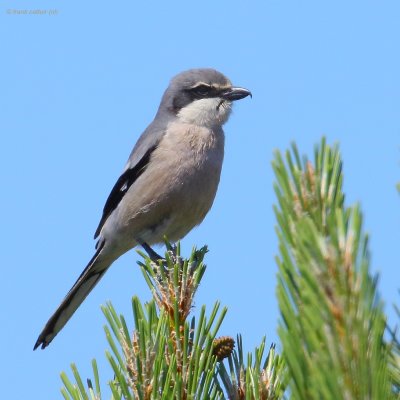 southern grey shrike.... zuidelijke klapekster