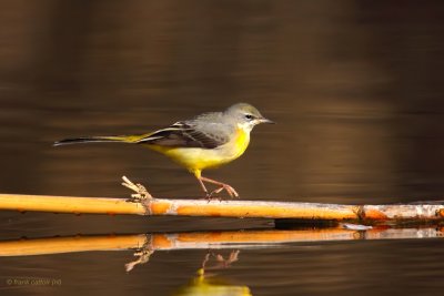 grey wagtail ..... grote gele kwikstaart