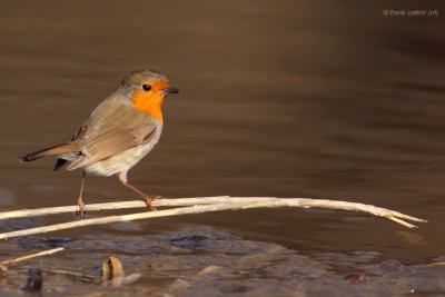 robin ..... roodborst