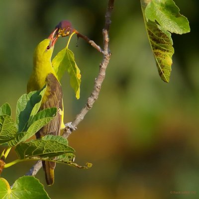 golden oriole ..... wielewaal