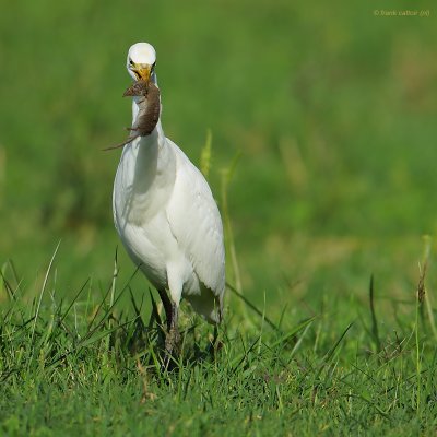 cattle egret.... koereiger