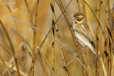 reed bunting.... rietgors