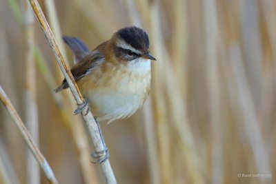 moustached warbler. Zwartkoprietzanger