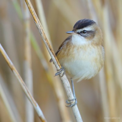 moustached warbler. Zwartkoprietzanger