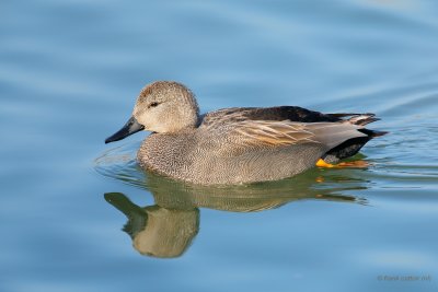 gadwall.... krakeend