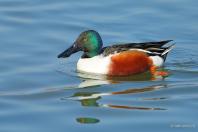 northern shoveler.... slobeend