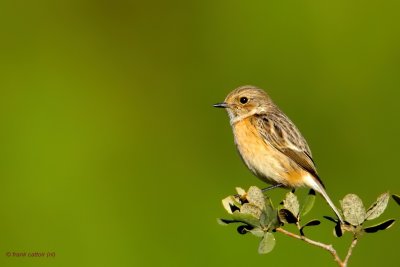 common stonechat.... roodborsttapuit