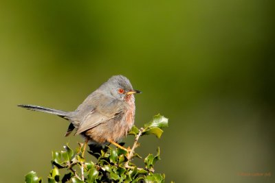 dartford warbler. provenaalse grasmus