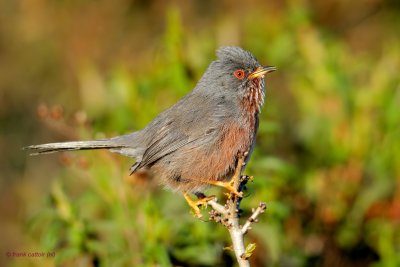 dartford warbler. provenaalse grasmus