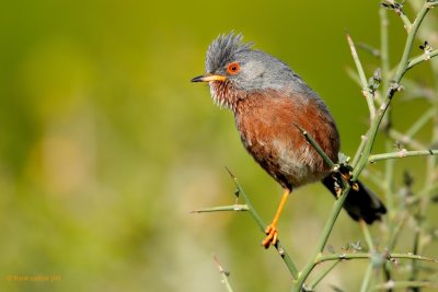 dartford warbler. provenaalse grasmus