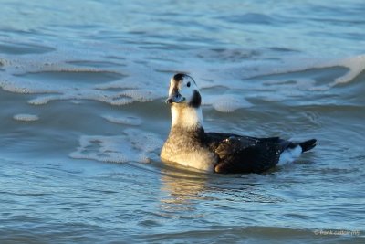 long-tailed duck. ijseend