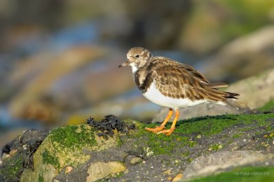 turnstone.... steenloper