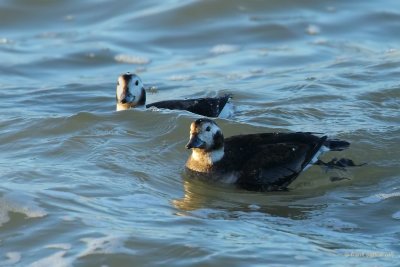 long-tailed duck. ijseend