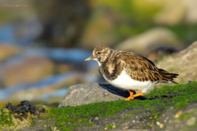 turnstone.... steenloper