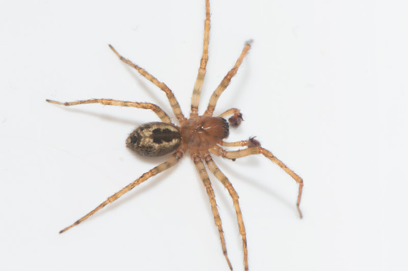 N Tvker Halland 12.2-19 adult male