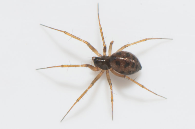 NTvker Halland 12.2-19 adult female