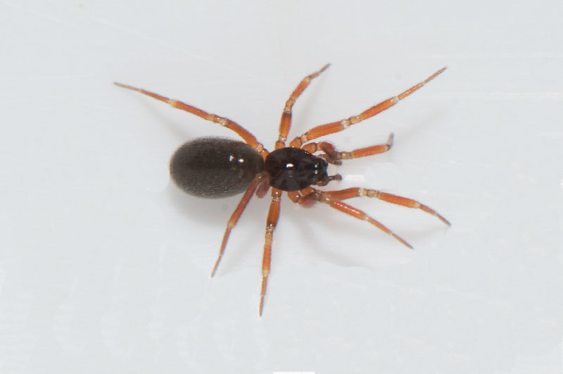 Gsslsa Halland 10.3-19 adult female