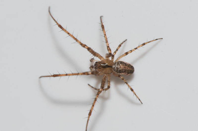 Rammsjn Halland 9.4-19 adult male