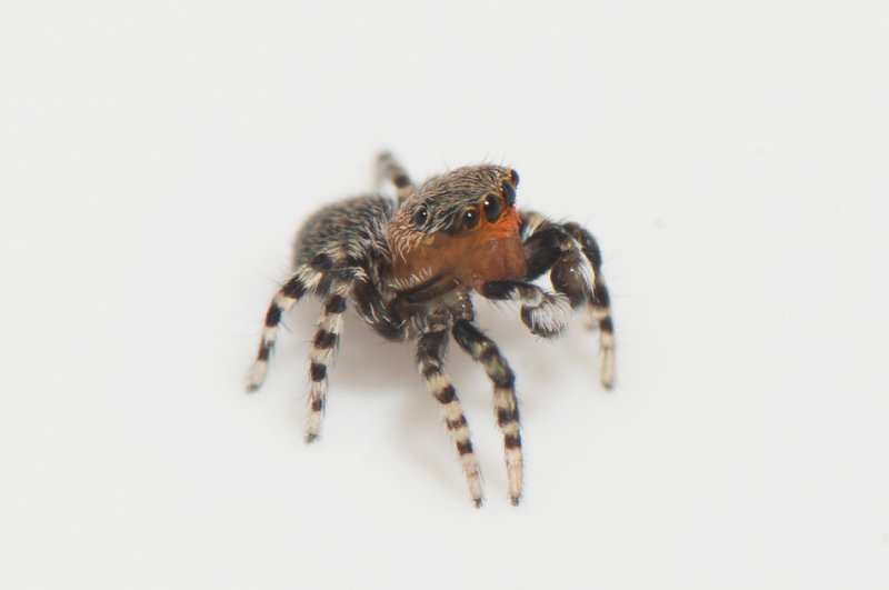 Smrismossen Halland 4.5-19 adult male