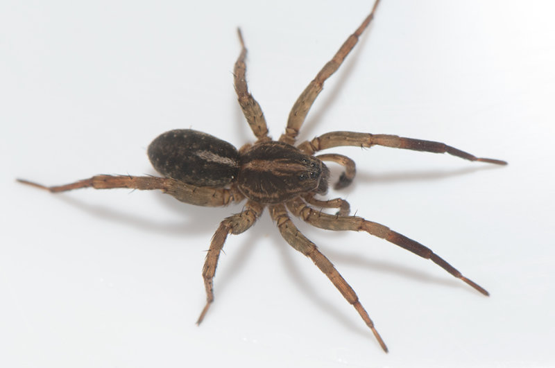 Tjrby Halland 6.5-19 adult male