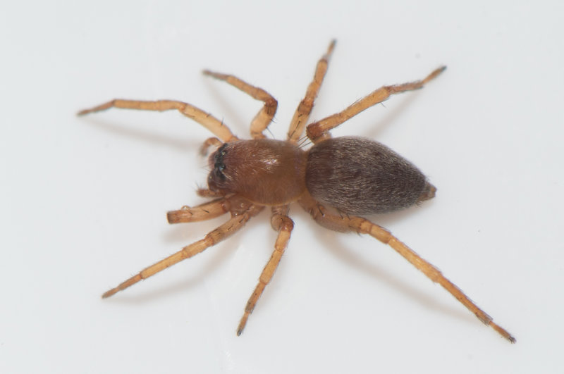 Angryd Halland 23.4-19 adult female