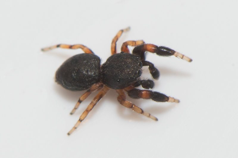 Subbe Halland 22.5-19 adult male