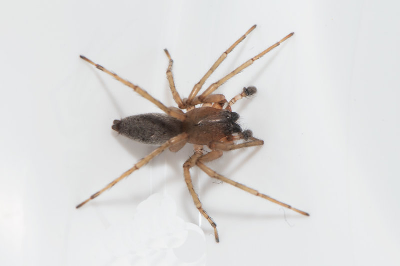 Subbe Halland 23.5-19 adult male
