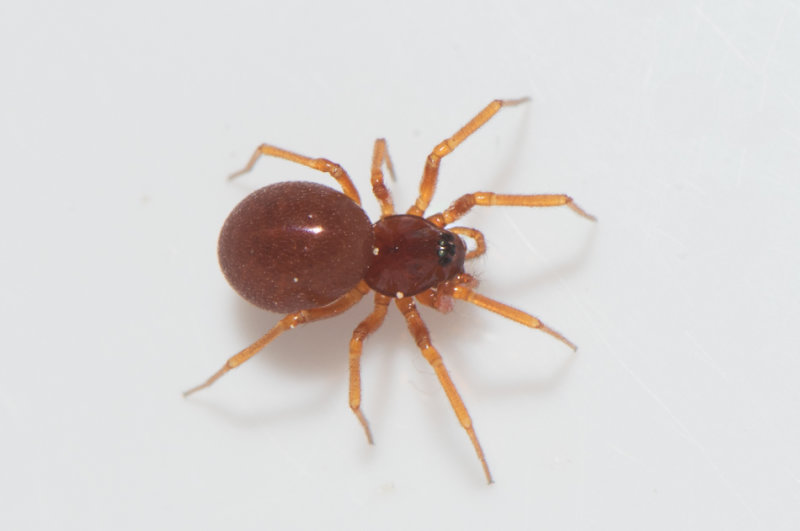 Hedemarksvgen Vstmanland 20.5-19 adult female