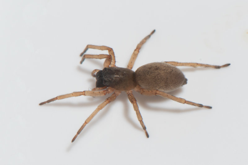 sterngsvgen Halland 16.8 adult female