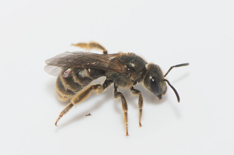 Hamnutfyllnaden Halland 22.9-19 female
