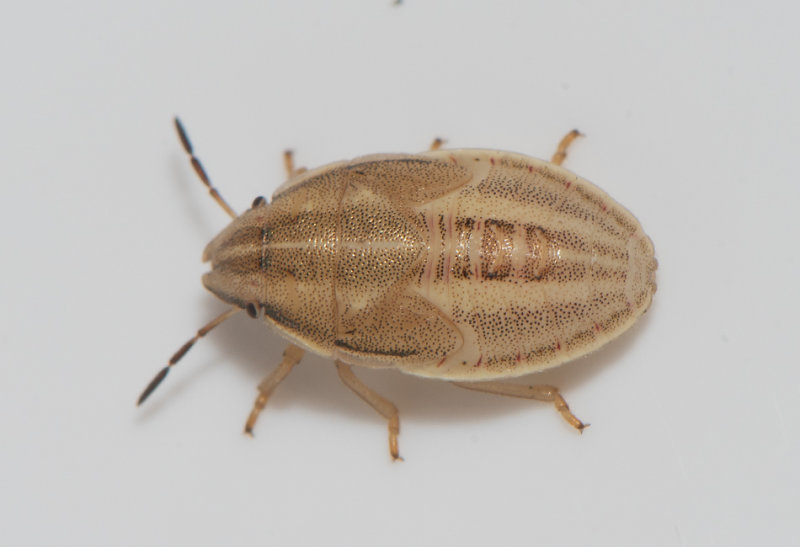 Aelia acuminata ( Mindre spetsnsa )