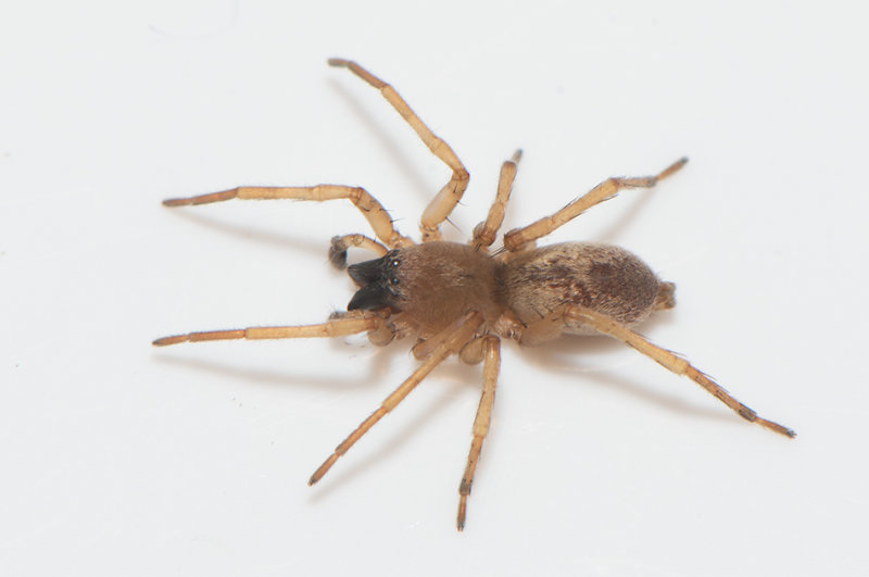 Gamlens vg Halland 15.10-19 adult male