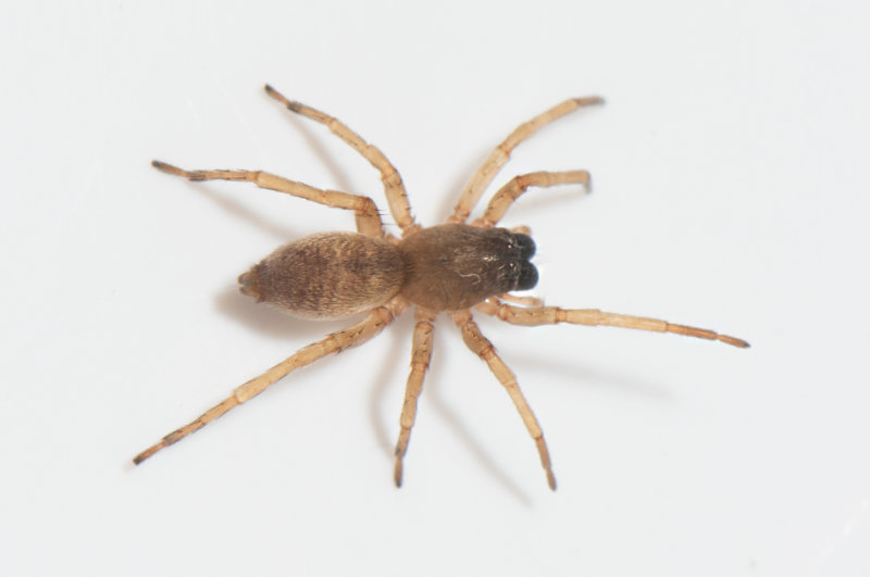 Gamlens vg Halland 15.10-19 adult female