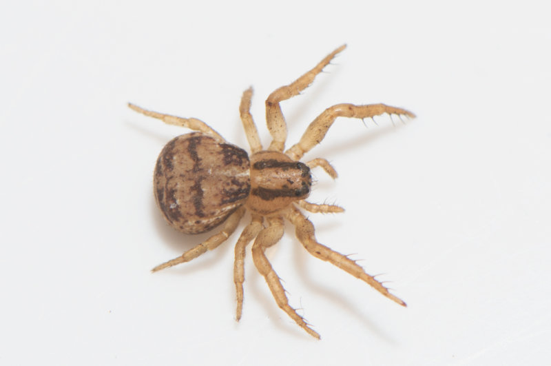 Gamlens vg Halland 15.10-19 adult female
