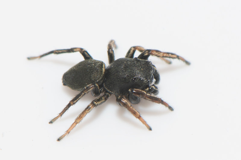 Grustaget Vstmanland 19.5-19 adult male