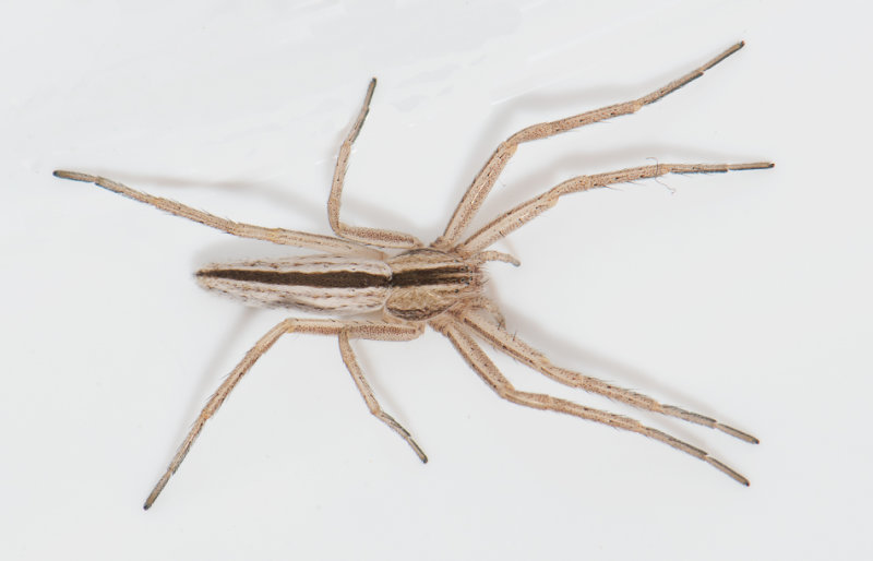 Ekeby Vstmanland 19.5-19 adult female