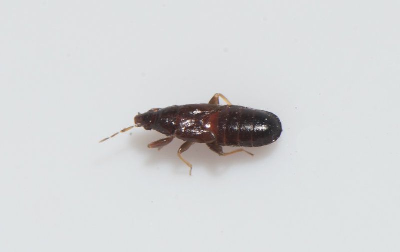 Scoloposcelis pulchella