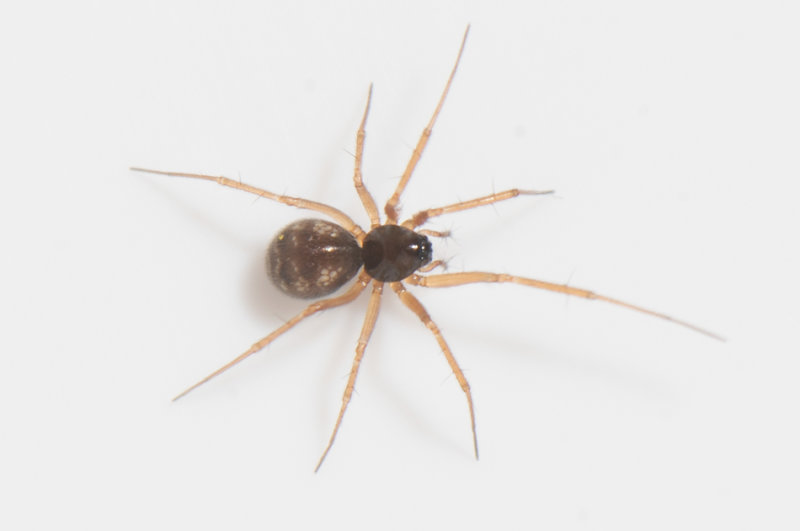Apelviken Halland 1.2-20 adult female