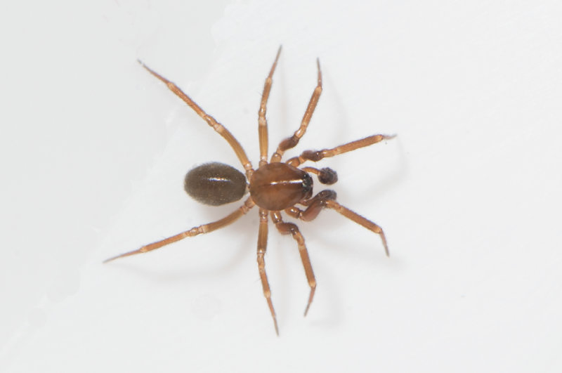 Angryd Halland 8.2-20 adult male