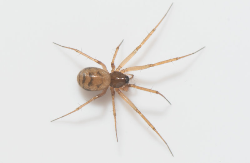 Hiaklitten Halland 8.2-20 adult female