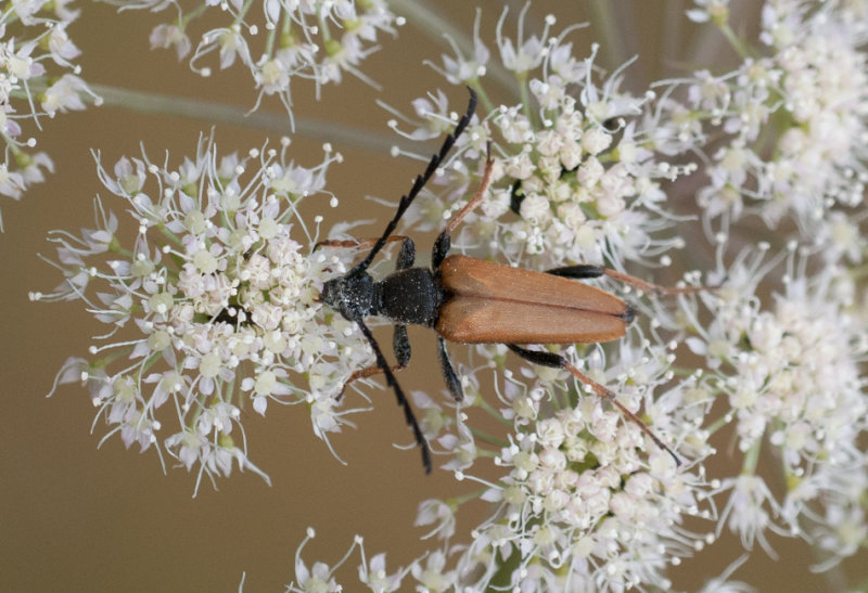 Valamosse Halland 21.7-19 male