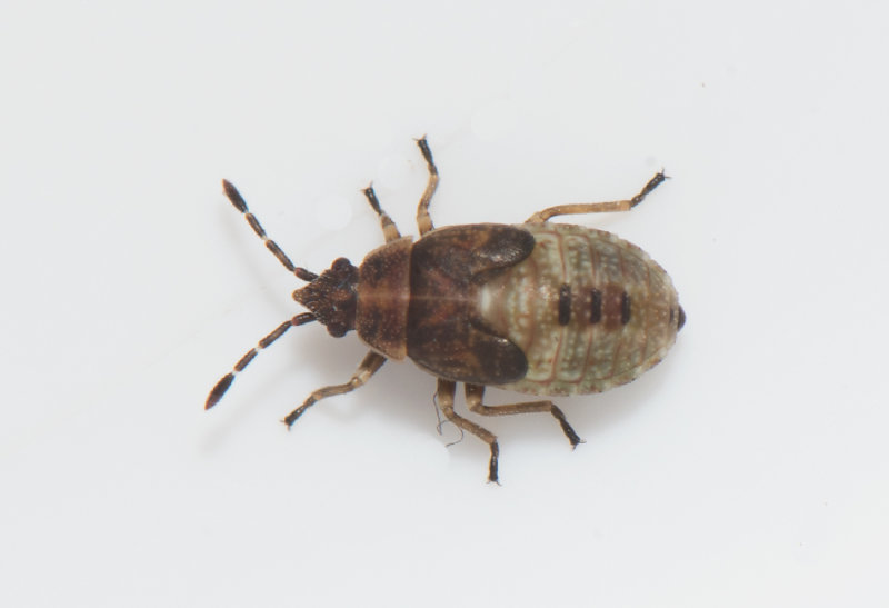 Kleidocerys resedae