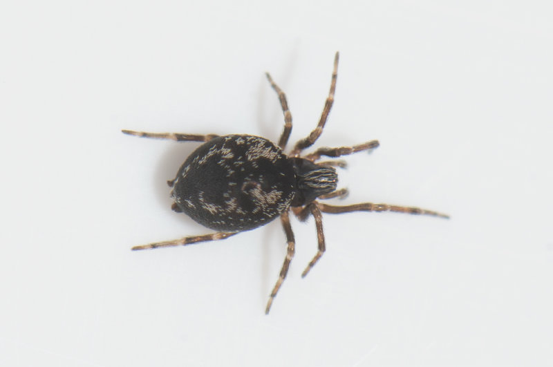 kulla Halland 3.10-19 adult female