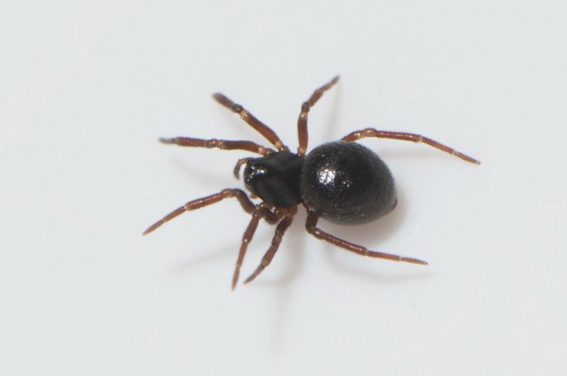 Skogsdammarna Halland 3.3-19 adult female