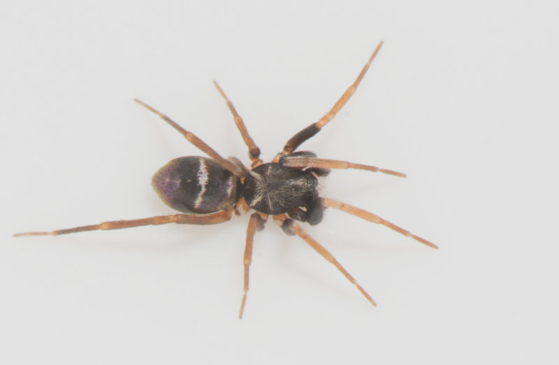 Mosse Obbhult Halland 1.5-20 adult male