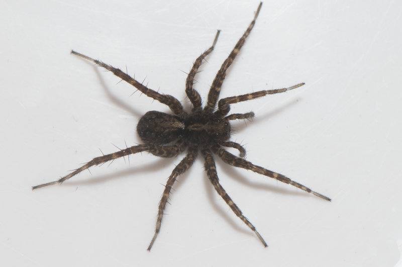 Sumpafallen Halland 21.4-20 adult female
