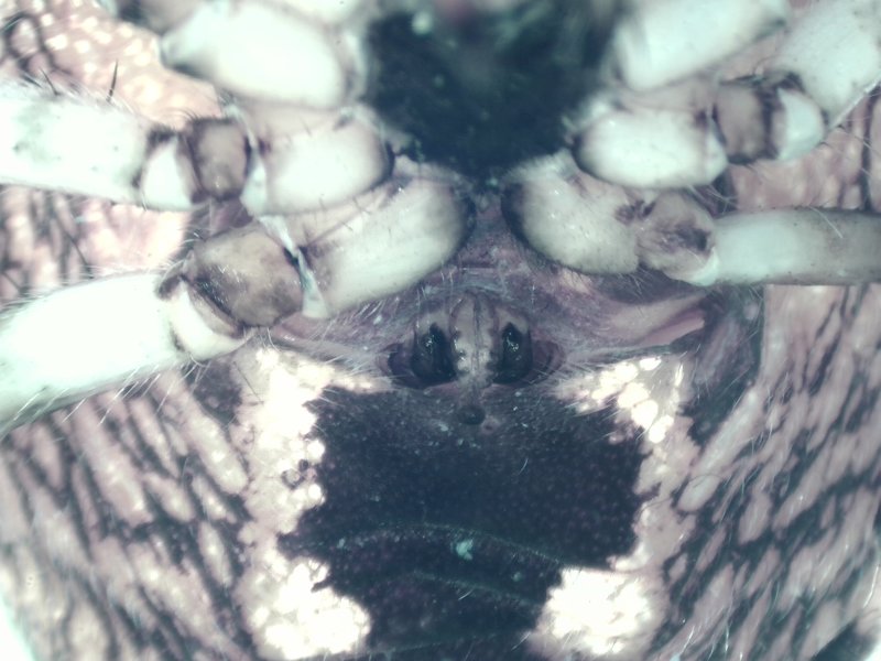 Araneus marmoreus ( Marmorspindel )