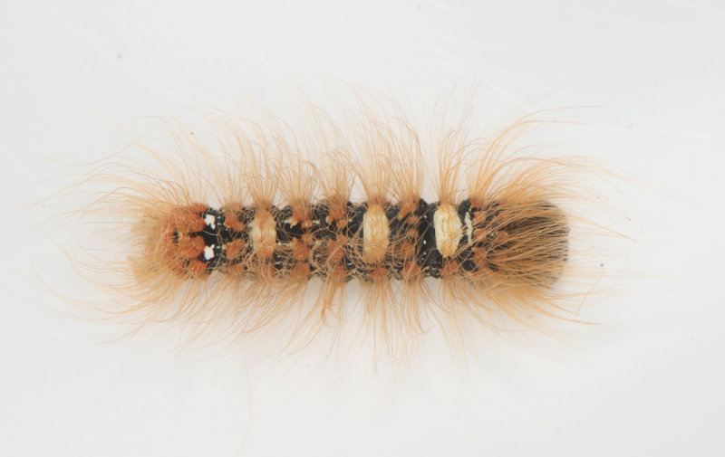 Moma alpium ( sfly )